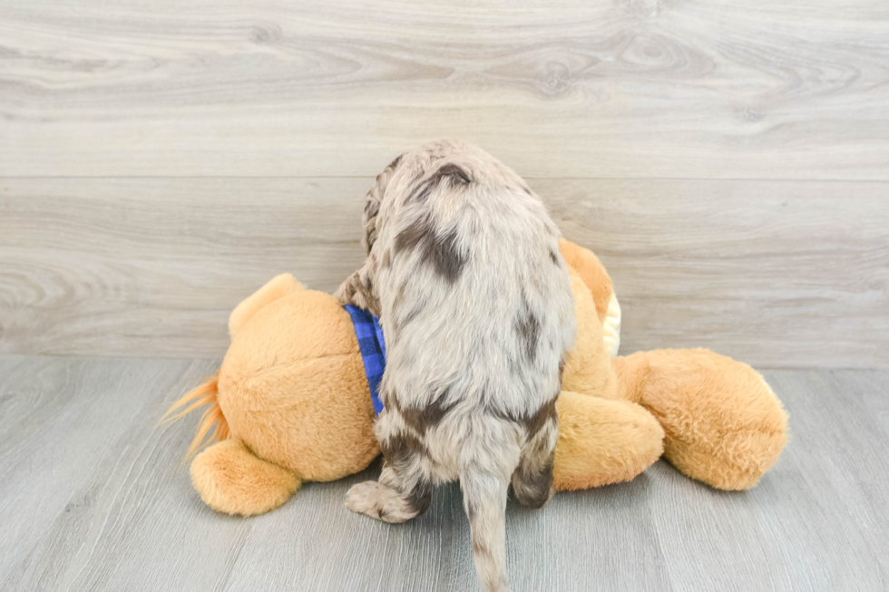 Popular Mini Labradoodle Poodle Mix Pup