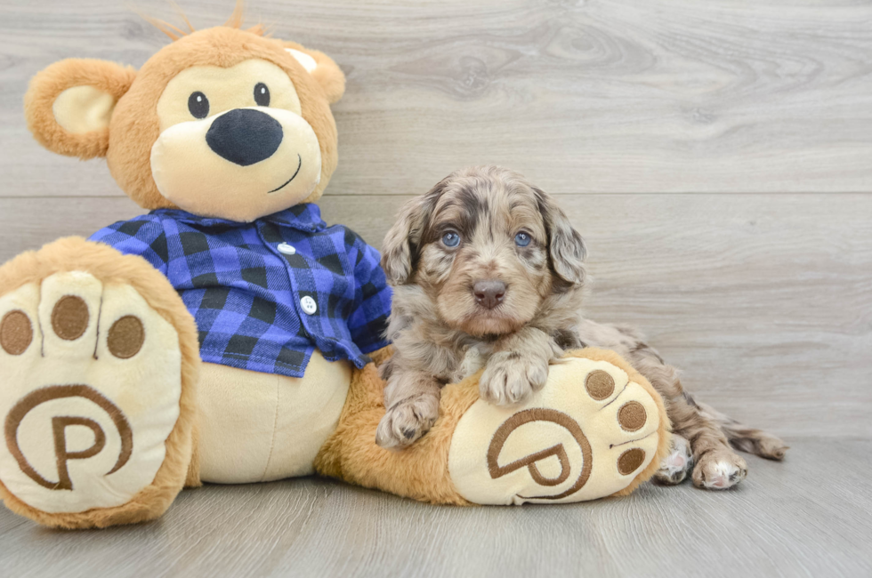 5 week old Mini Labradoodle Puppy For Sale - Premier Pups