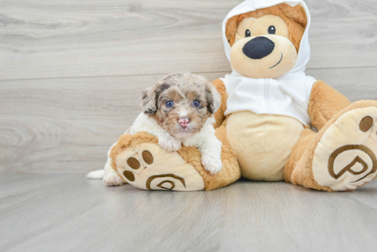 Best Mini Labradoodle Baby