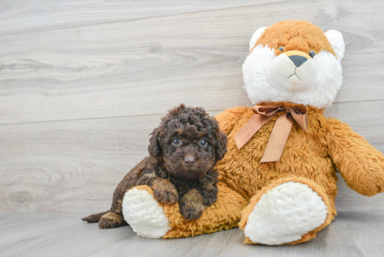 Mini Labradoodle Puppy for Adoption