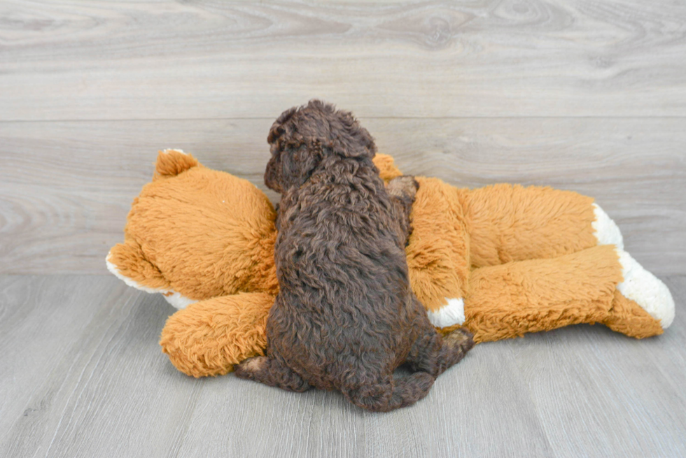 Funny Mini Labradoodle Poodle Mix Pup