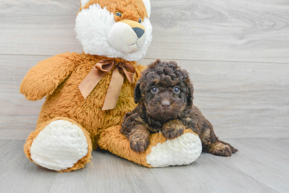 Mini Labradoodle Puppy for Adoption