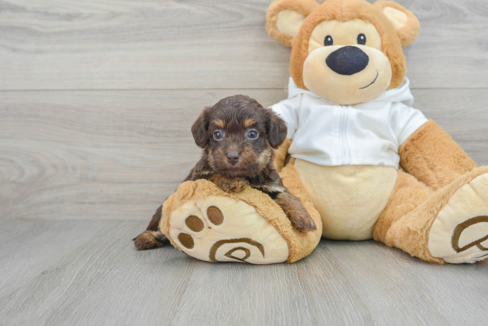 Mini Labradoodle Puppy for Adoption