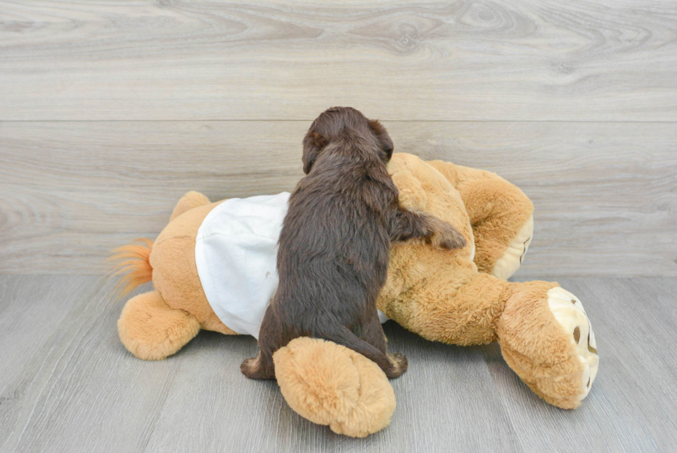 Smart Mini Labradoodle Poodle Mix Pup