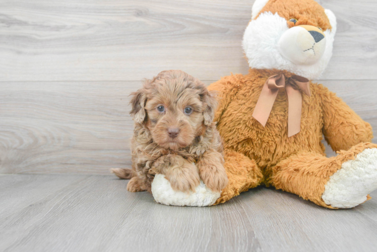 Mini Labradoodle Pup Being Cute