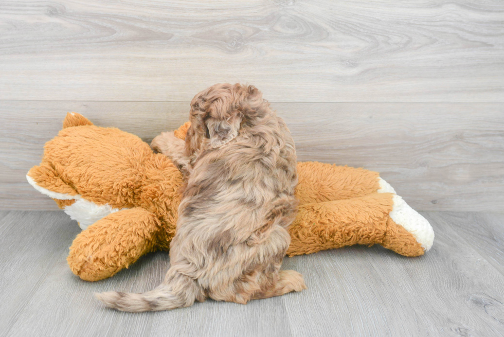 Small Mini Labradoodle Baby