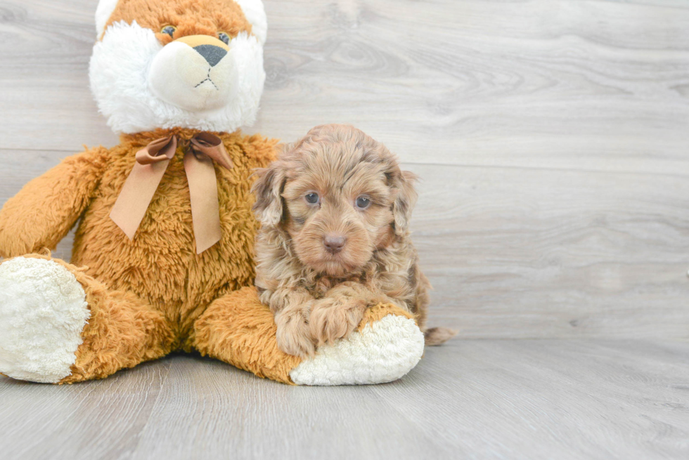 Playful Labrador Poodle Mix Puppy