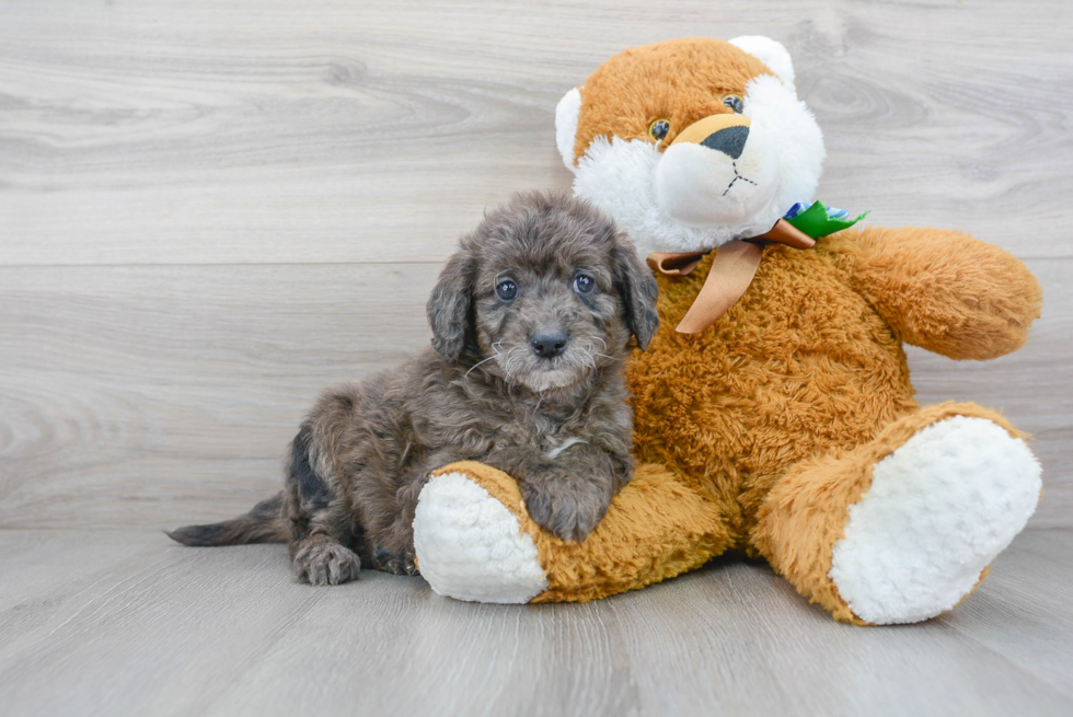 Best Mini Labradoodle Baby