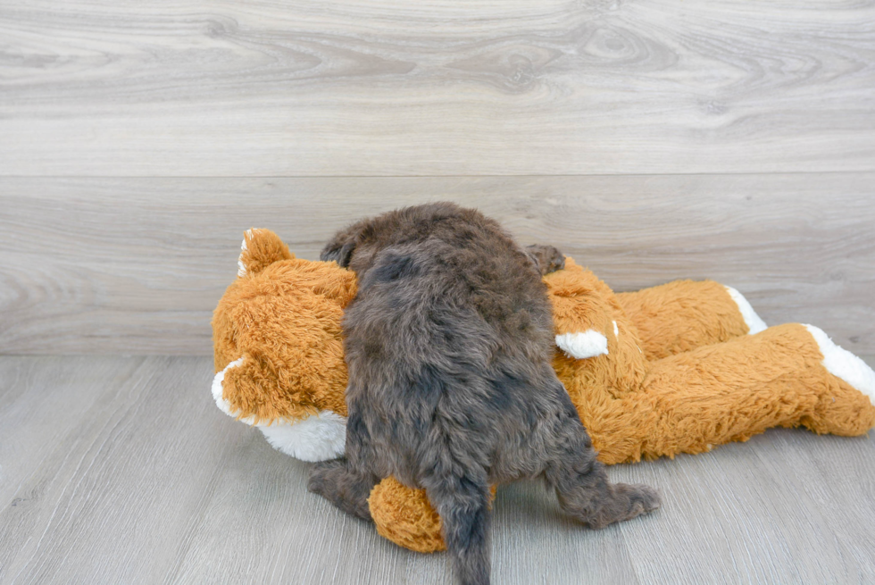 Energetic Labrador Poodle Mix Puppy