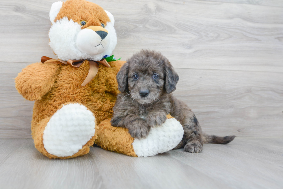 Mini Labradoodle Puppy for Adoption