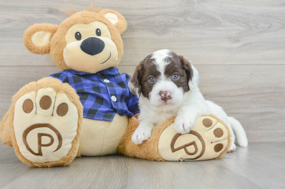 5 week old Mini Labradoodle Puppy For Sale - Premier Pups