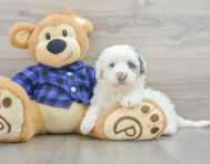 5 week old Mini Labradoodle Puppy For Sale - Premier Pups