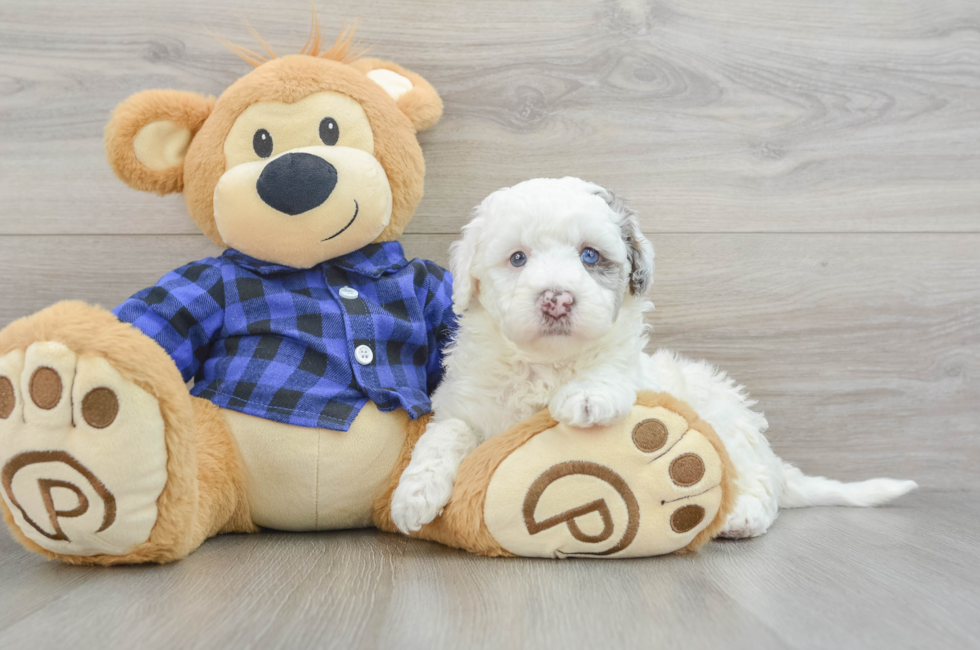 5 week old Mini Labradoodle Puppy For Sale - Premier Pups