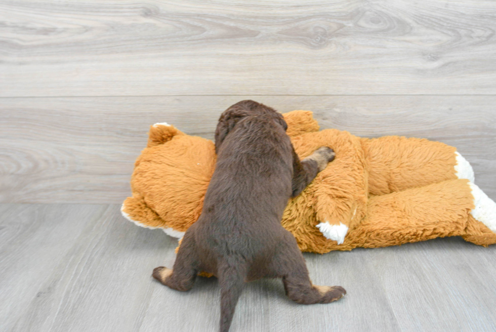 Smart Mini Labradoodle Poodle Mix Pup