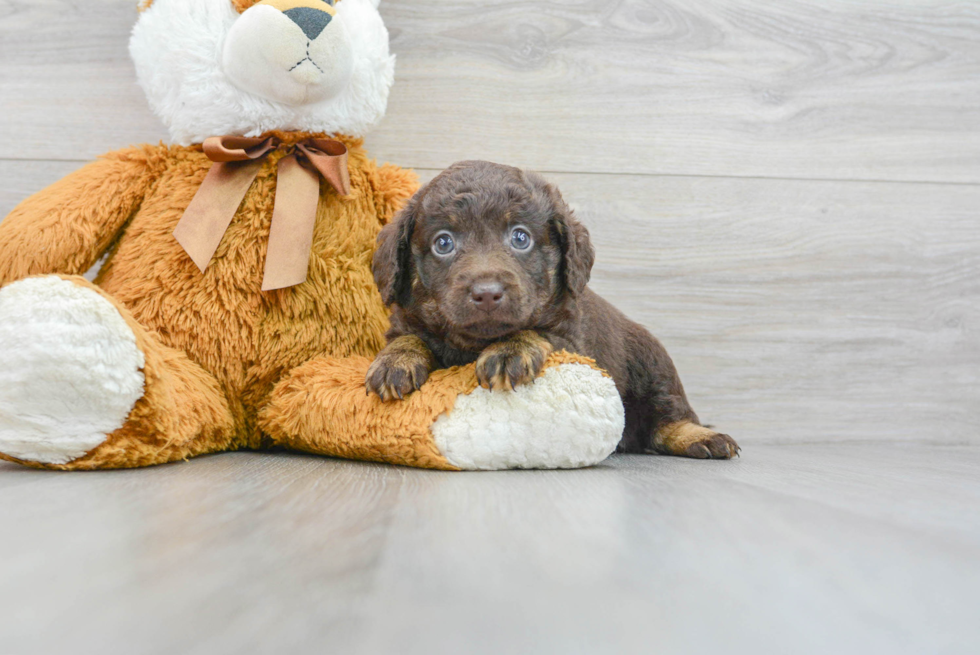 Funny Mini Labradoodle Poodle Mix Pup