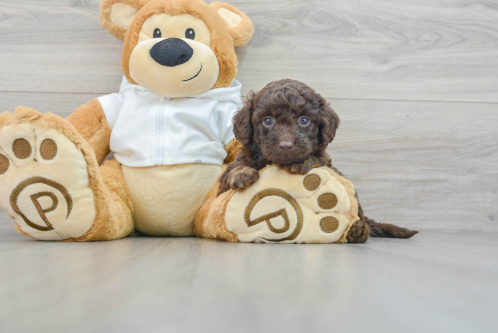 Best Mini Labradoodle Baby