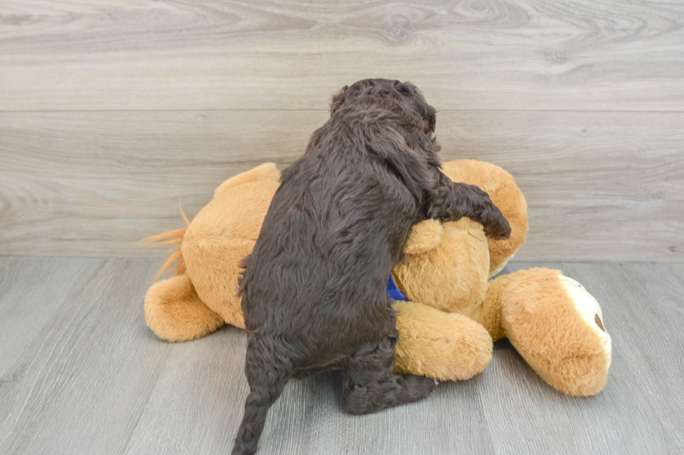 Cute Mini Labradoodle Baby