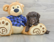 5 week old Mini Labradoodle Puppy For Sale - Premier Pups