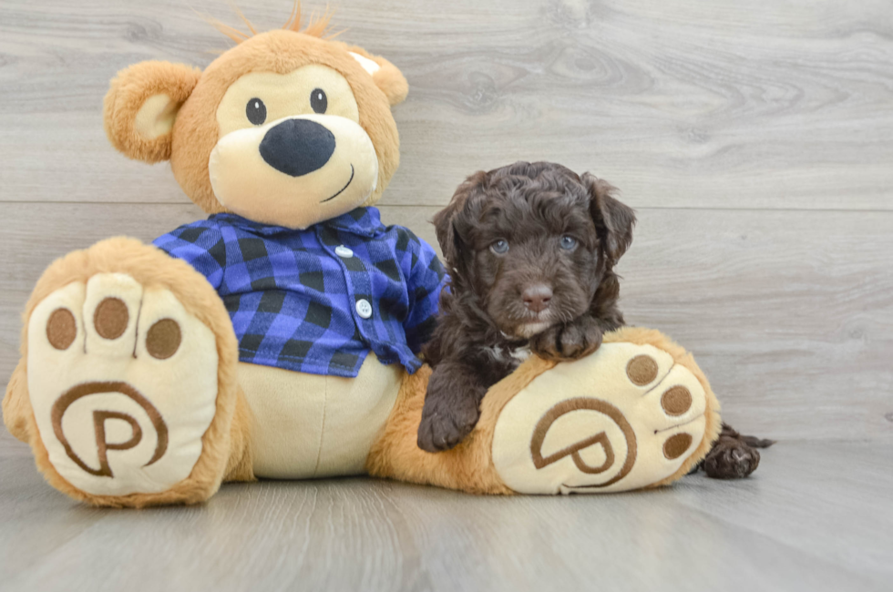 5 week old Mini Labradoodle Puppy For Sale - Premier Pups