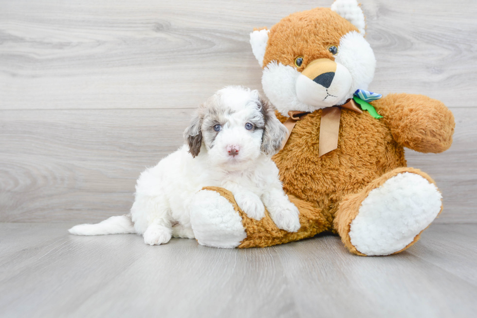 Mini Labradoodle Pup Being Cute