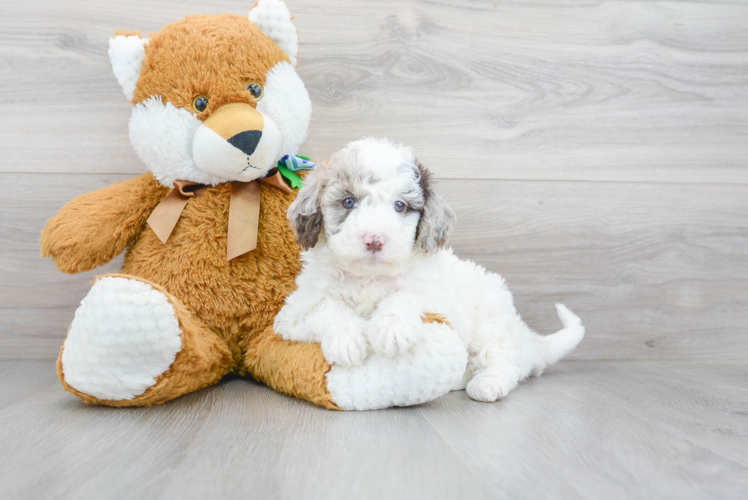 Friendly Mini Labradoodle Baby