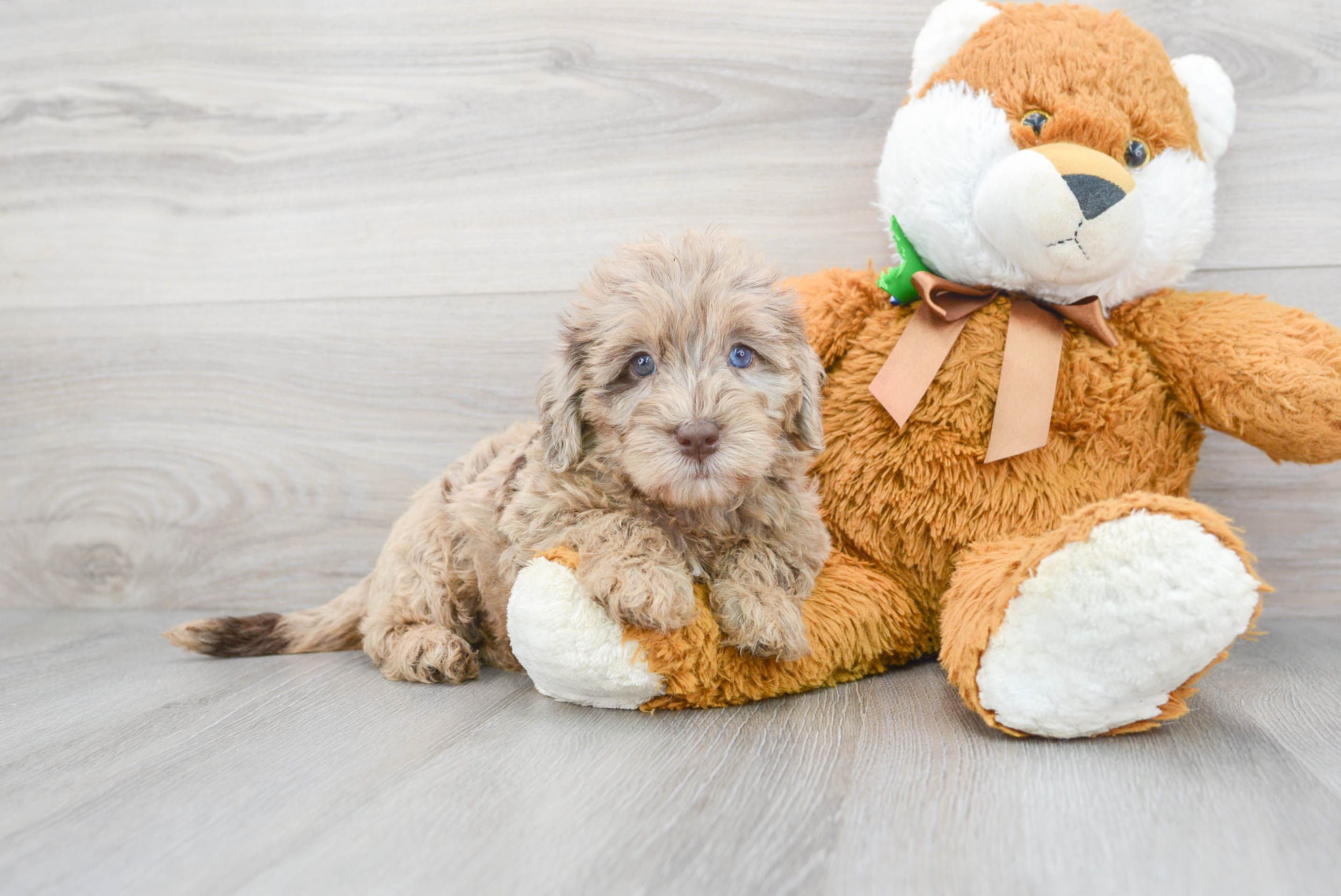 Adorable Labrador Poodle Mix Puppy