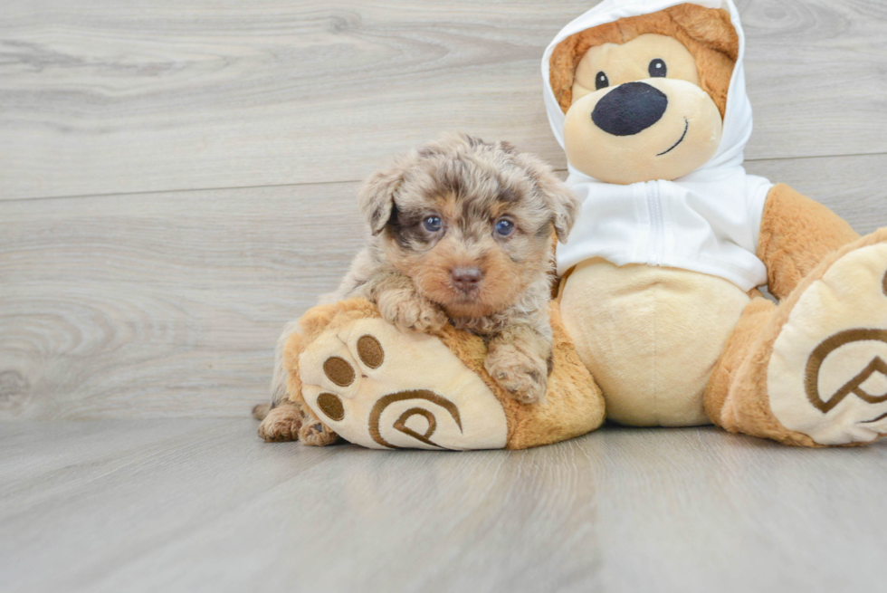 Adorable Labrador Poodle Mix Puppy