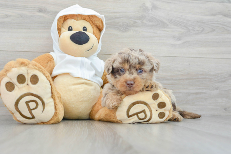 Mini Labradoodle Pup Being Cute