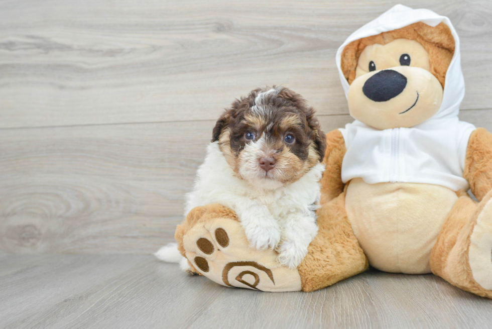 Mini Labradoodle Pup Being Cute