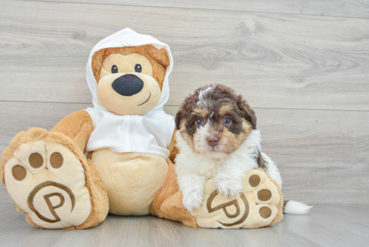 Popular Mini Labradoodle Poodle Mix Pup