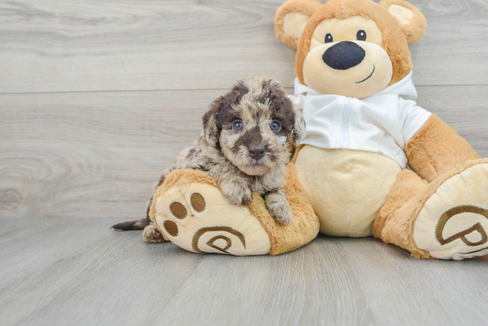 Friendly Mini Labradoodle Baby