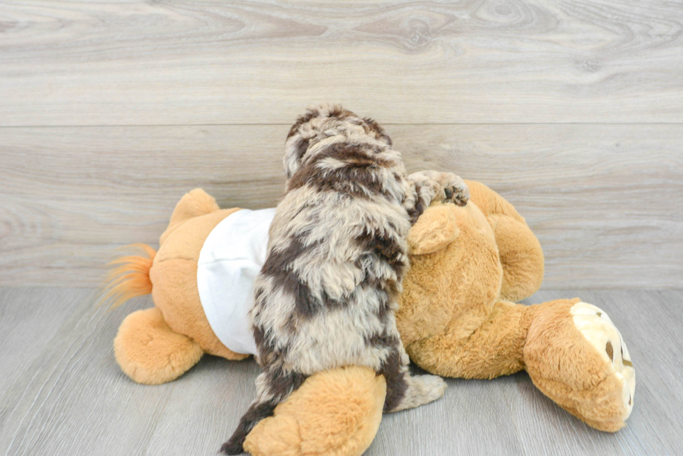 Hypoallergenic Labrador Poodle Mix Puppy