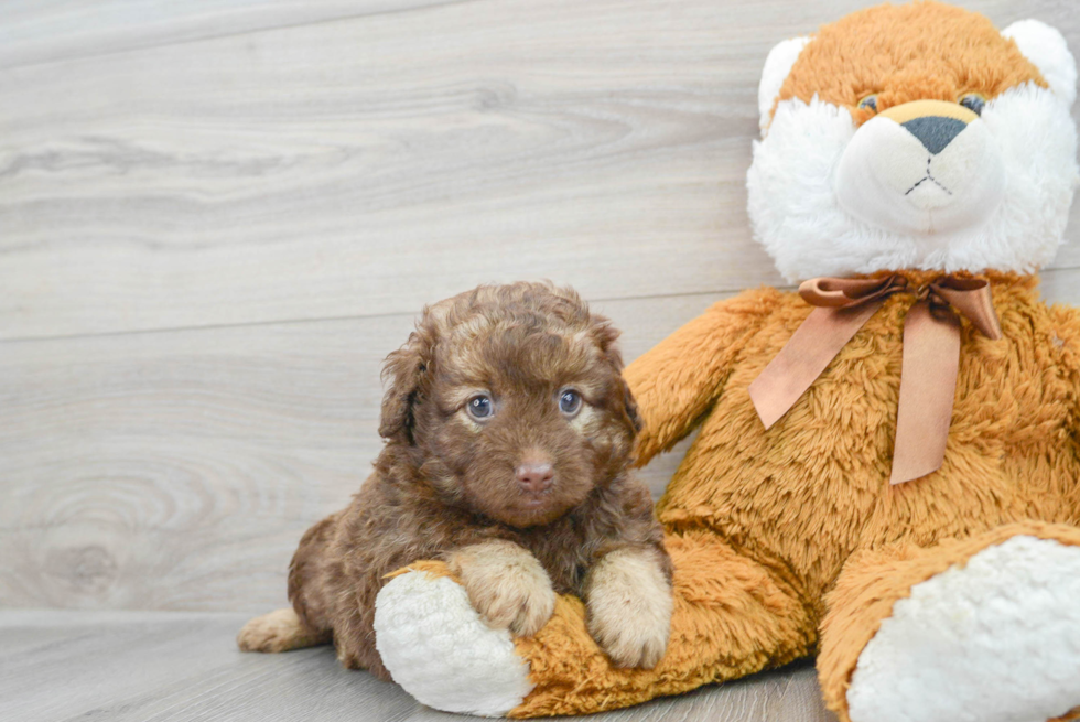 Funny Mini Labradoodle Poodle Mix Pup