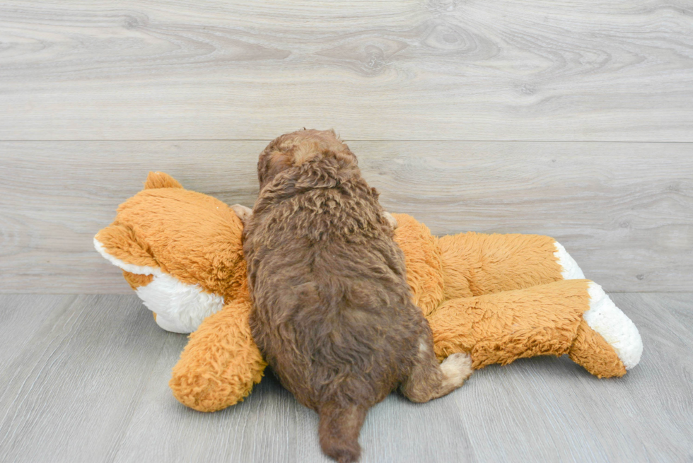 Mini Labradoodle Pup Being Cute