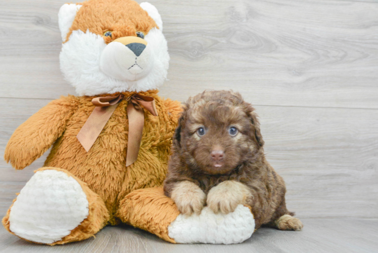 Mini Labradoodle Puppy for Adoption