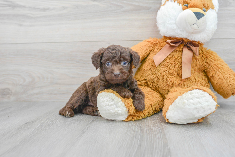 Popular Mini Labradoodle Poodle Mix Pup