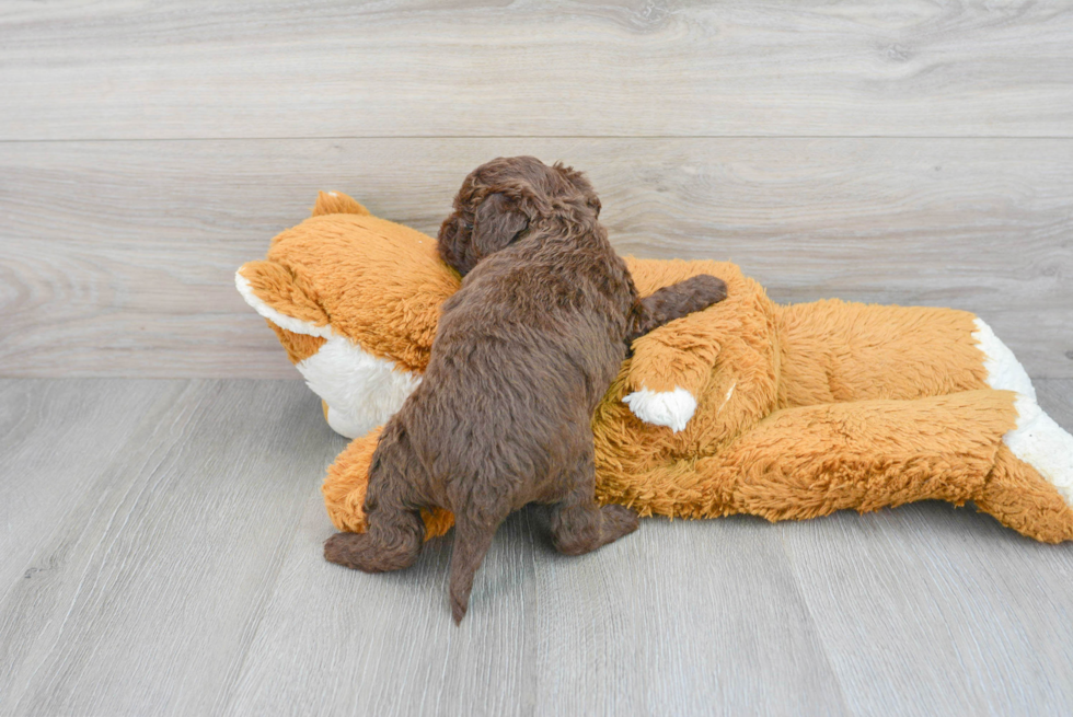 Sweet Mini Labradoodle Baby