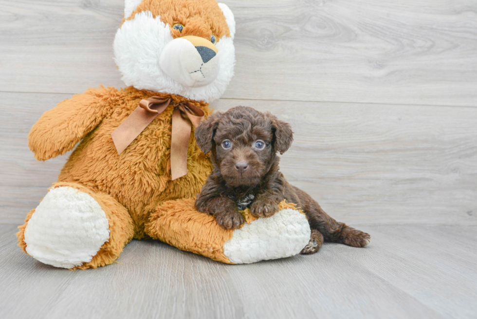 Mini Labradoodle Pup Being Cute