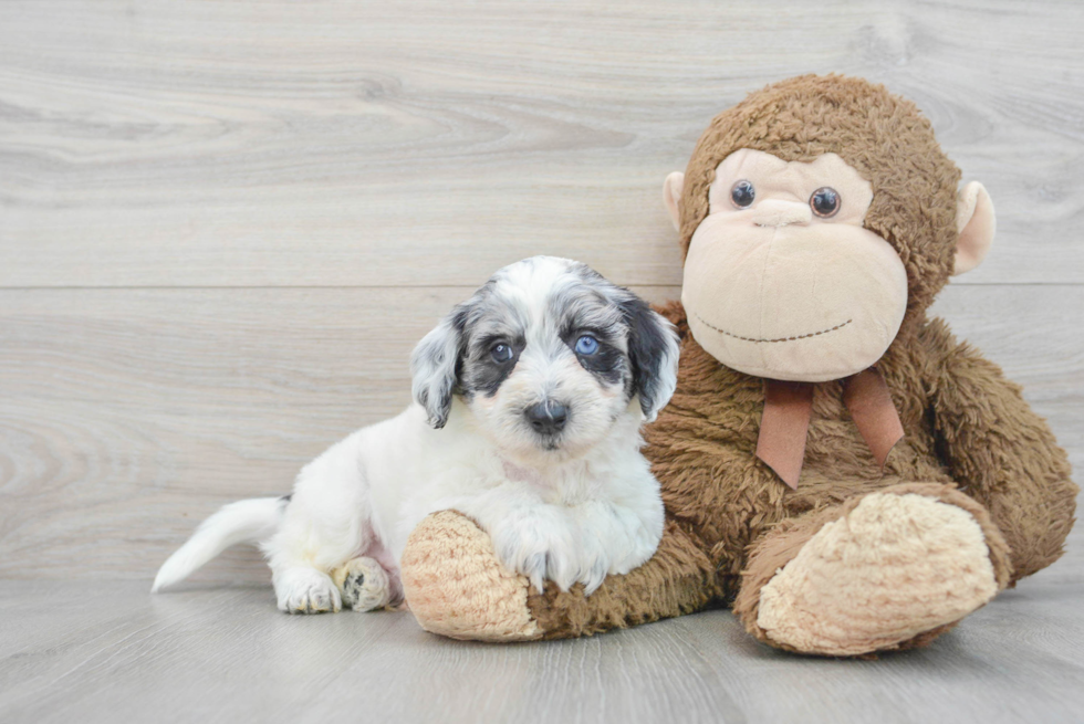 Best Mini Labradoodle Baby
