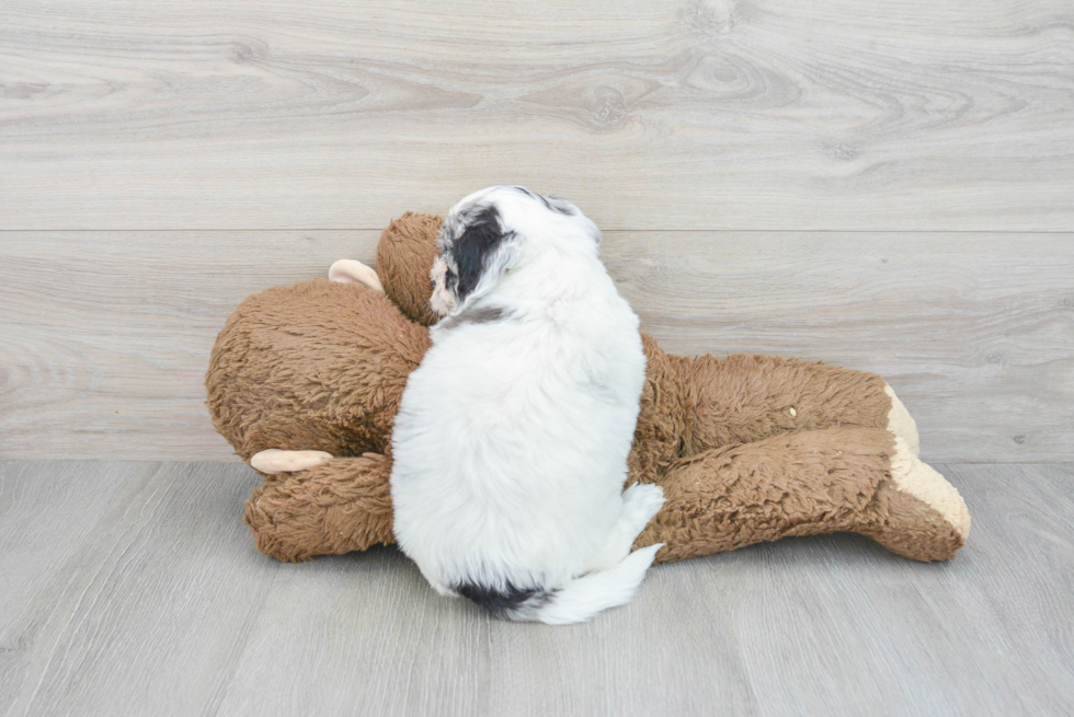 Mini Labradoodle Puppy for Adoption