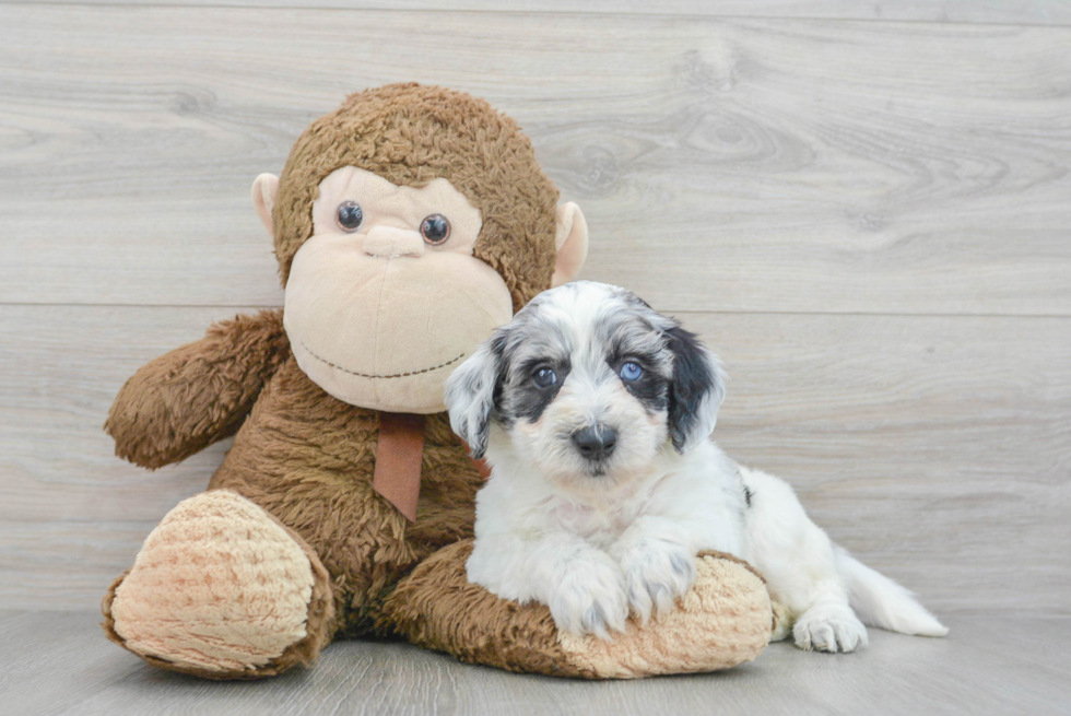 Cute Mini Labradoodle Baby