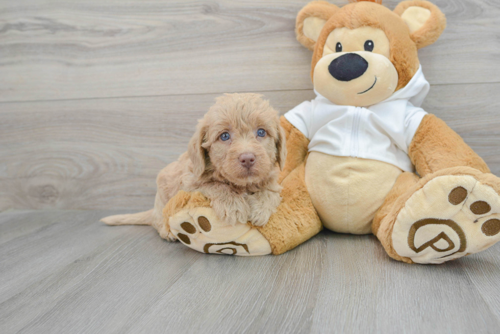 Mini Labradoodle Puppy for Adoption