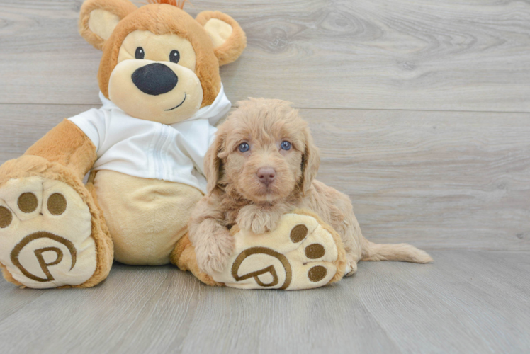 Popular Mini Labradoodle Poodle Mix Pup