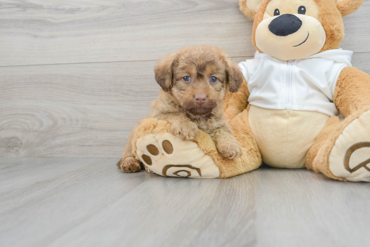 Mini Labradoodle Pup Being Cute