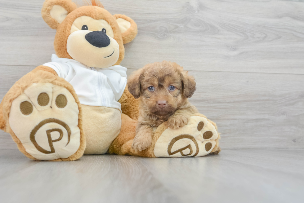 Sweet Mini Labradoodle Baby