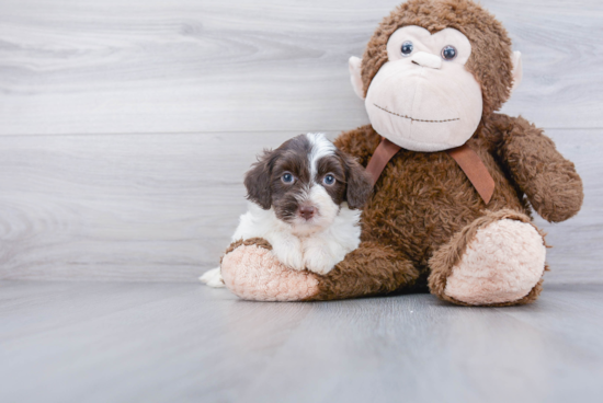 Funny Mini Labradoodle Poodle Mix Pup