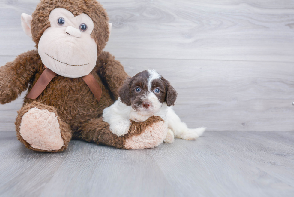 Playful Labrador Poodle Mix Puppy