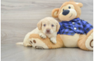 Happy Mini Labradoodle Baby