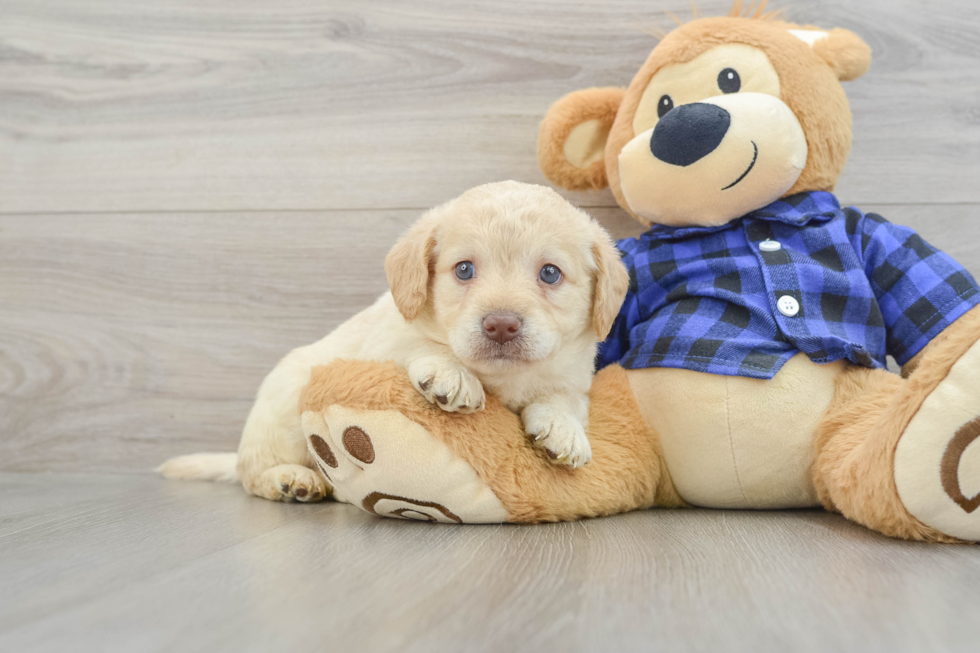 Happy Mini Labradoodle Baby