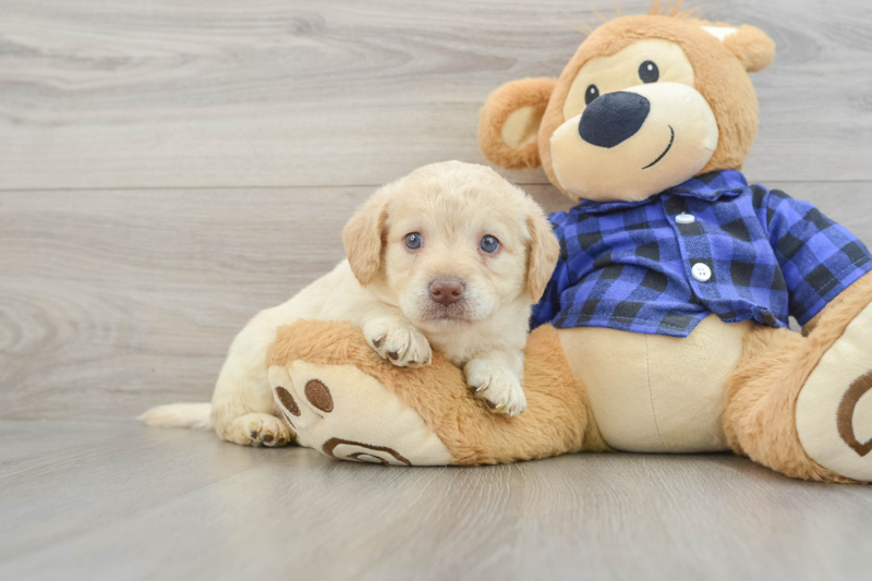 Meet Seinfeld - our Mini Labradoodle Puppy Photo 1/3 - Premier Pups